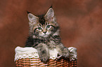 Maine Coon kitten in basket