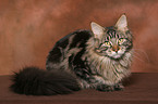 lying Maine Coon tomcat