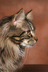 Maine Coon tomcat Portrait