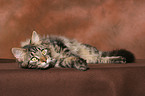 lying Maine Coon tomcat