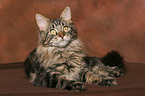 lying Maine Coon tomcat