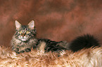 lying Maine Coon tomcat