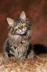 sitting Maine Coon tomcat