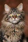 Maine Coon tomcat Portrait