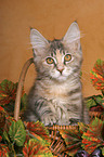 maine coon kitten in basket