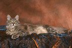 lying female Maine Coon