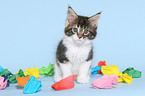 sitting Maine Coon Kitten