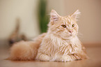 lying Maine Coon