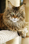 Maine Coon on Cat Tree