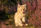 young Maine Coon