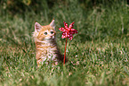 Maine Coon Kitten