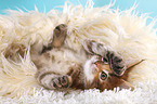 lying Maine Coon Kitten