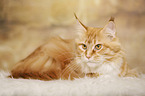 lying Maine Coon