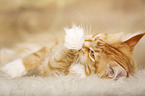 lying Maine Coon