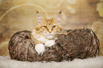 lying Maine Coon