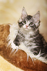 Maine Coon Kitten