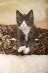 Maine Coon Kitten