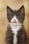 Maine Coon Kitten