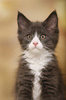 Maine Coon Kitten