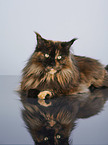 lying Maine Coon