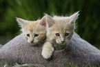 Maine Coon Kitten