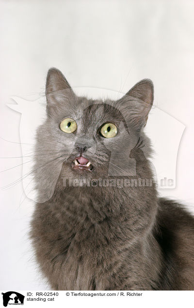 stehende Nebelung / standing cat / RR-02540