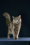 standing Nebelung Cat