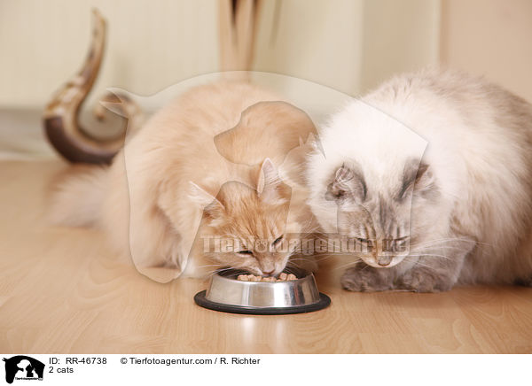 2 Katzen / 2 cats / RR-46738