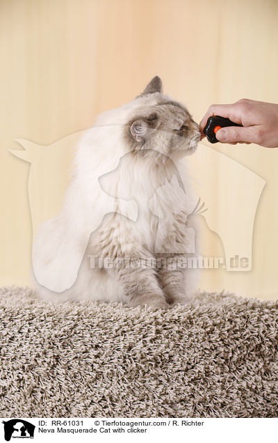 Neva Masquerade Cat with clicker / RR-61031