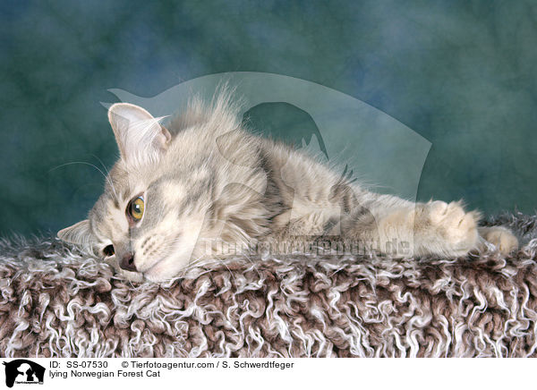 liegende Norwegische Waldkatze / lying Norwegian Forest Cat / SS-07530