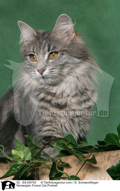 Norwegische Waldkatze Portrait / Norwegian Forest Cat Portrait / SS-08700