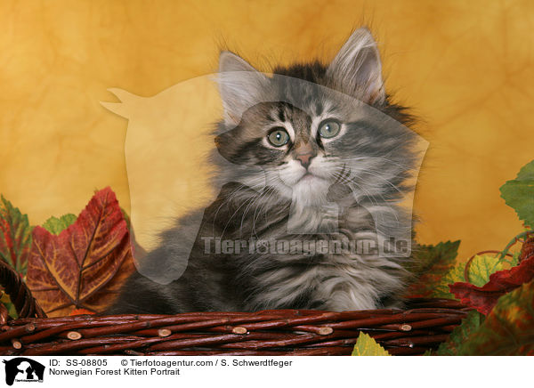 Norwegisches Waldkatze Ktzchen Portrait / Norwegian Forest Kitten Portrait / SS-08805