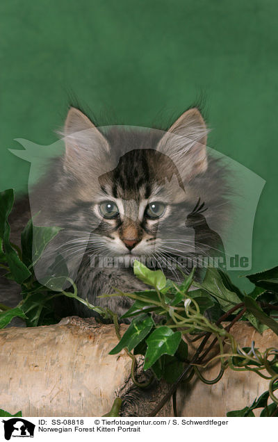 Norwegisches Waldkatze Ktzchen Portrait / Norwegian Forest Kitten Portrait / SS-08818