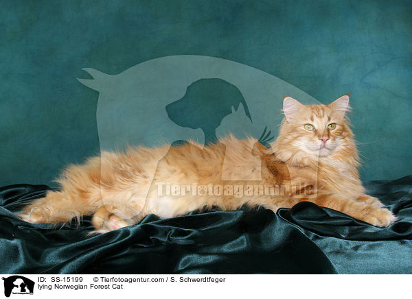 liegender Norwegischer Waldkatze Kater / lying Norwegian Forest Cat / SS-15199