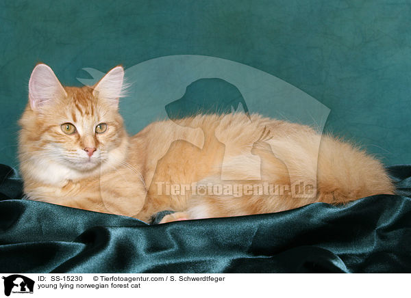 junge liegende Norwegische Waldkatze / young lying norwegian forest cat / SS-15230