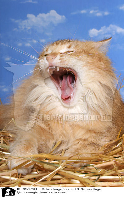 liegende Norwegische Waldkatze im Stroh / lying norwegian forest cat in straw / SS-17344