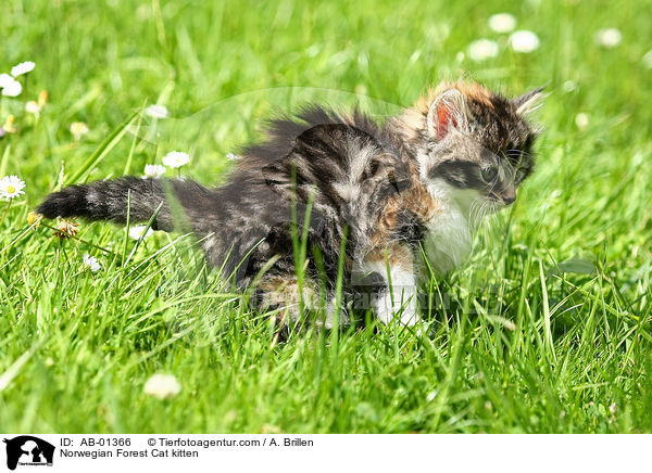 Norwegische Waldkatze Ktzchen / Norwegian Forest Cat kitten / AB-01366