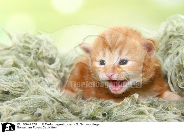 Norwegische Waldkatze Ktzchen / Norwegian Forest Cat Kitten / SS-49378