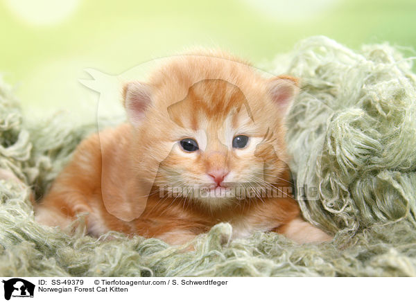 Norwegische Waldkatze Ktzchen / Norwegian Forest Cat Kitten / SS-49379