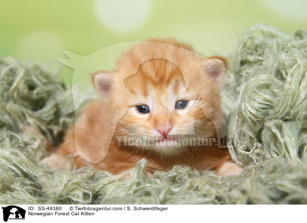 Norwegische Waldkatze Ktzchen / Norwegian Forest Cat Kitten / SS-49380