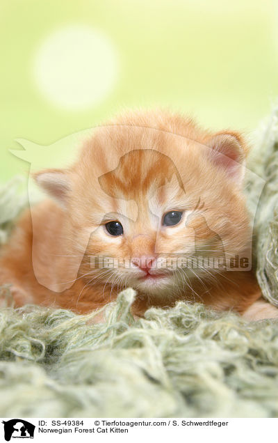 Norwegische Waldkatze Ktzchen / Norwegian Forest Cat Kitten / SS-49384