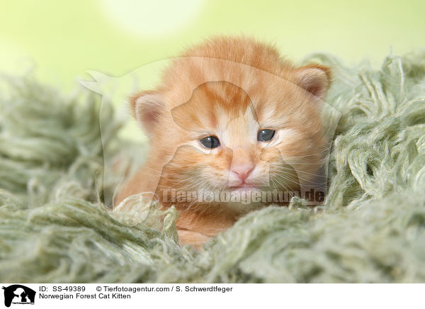 Norwegische Waldkatze Ktzchen / Norwegian Forest Cat Kitten / SS-49389