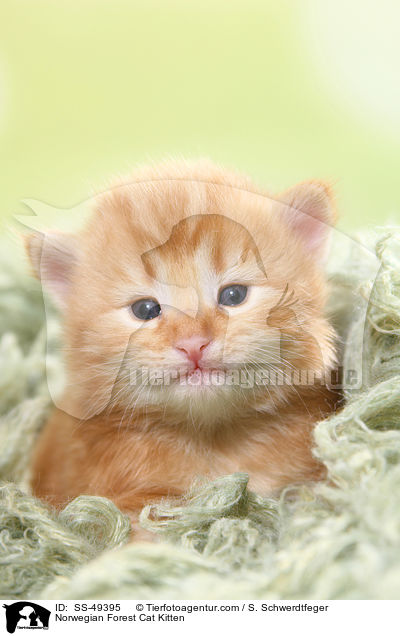 Norwegische Waldkatze Ktzchen / Norwegian Forest Cat Kitten / SS-49395