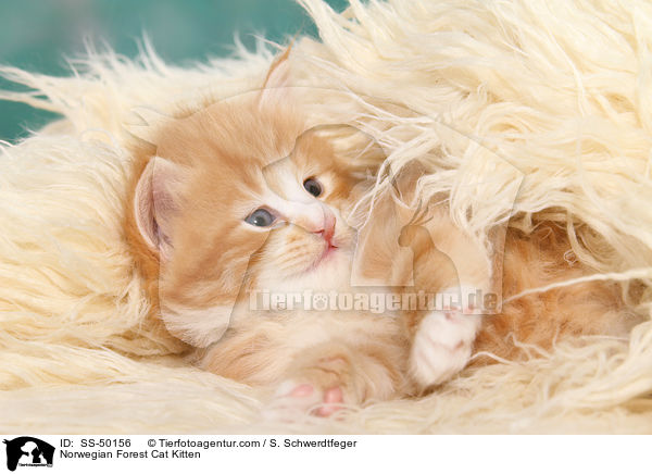 Norwegische Waldkatze Ktzchen / Norwegian Forest Cat Kitten / SS-50156