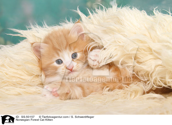 Norwegische Waldkatze Ktzchen / Norwegian Forest Cat Kitten / SS-50157