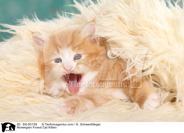 Norwegische Waldkatze Ktzchen / Norwegian Forest Cat Kitten / SS-50159