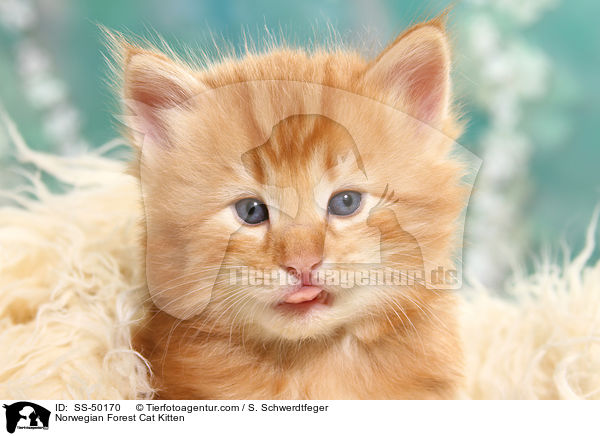 Norwegische Waldkatze Ktzchen / Norwegian Forest Cat Kitten / SS-50170