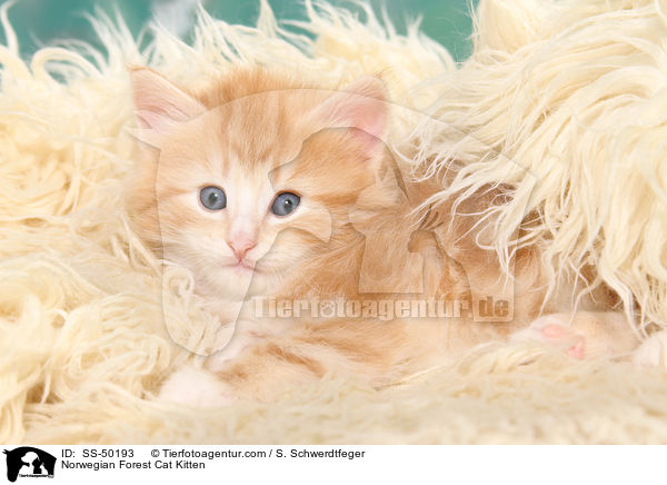 Norwegische Waldkatze Ktzchen / Norwegian Forest Cat Kitten / SS-50193