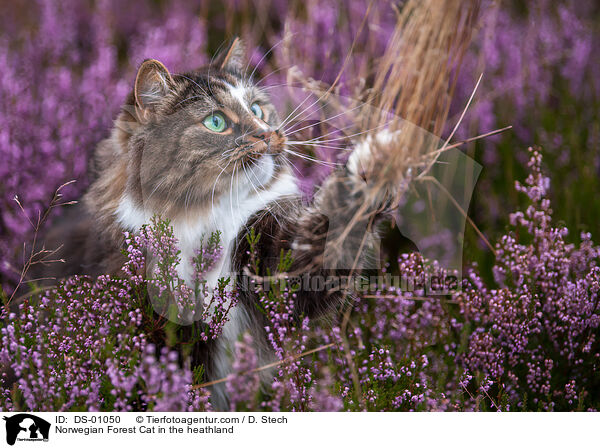 Norwegische Waldkatze in der Heide / Norwegian Forest Cat in the heathland / DS-01050