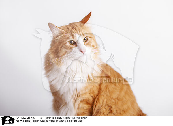 Norwegian Forest Cat in front of white background / MW-26787